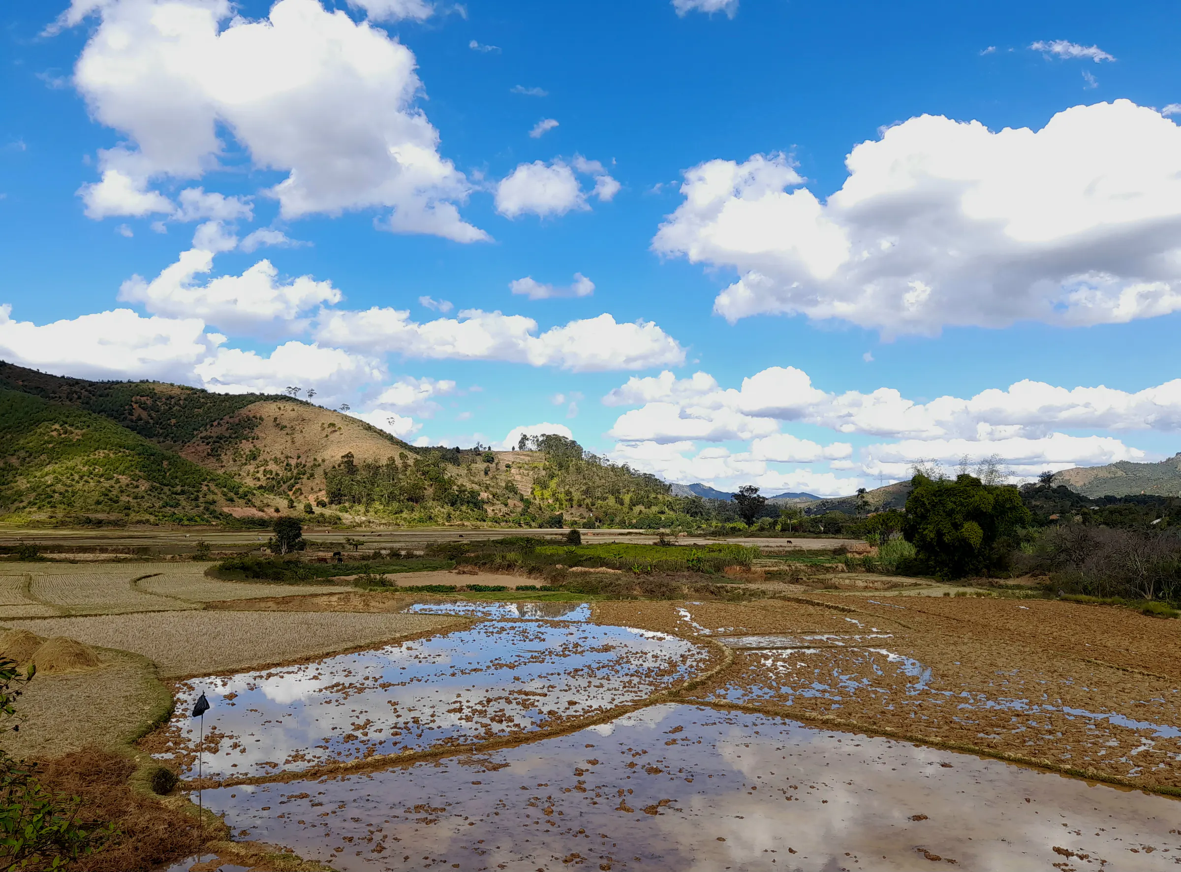 Rizières inondées prêtes pour le repiquage à Anjiro, région Alaotra-Mangoro