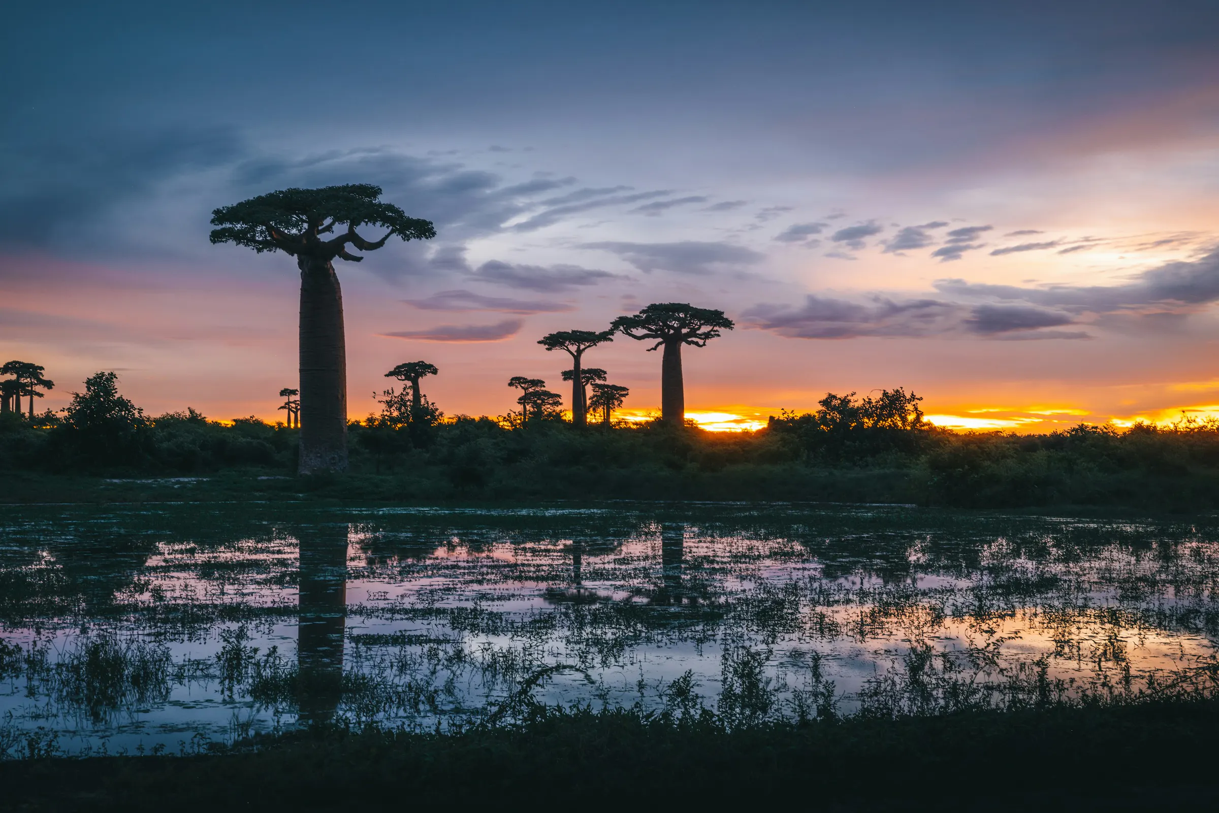 Silhouettes de baobabs se reflétant dans un champ inondé au coucher du soleil