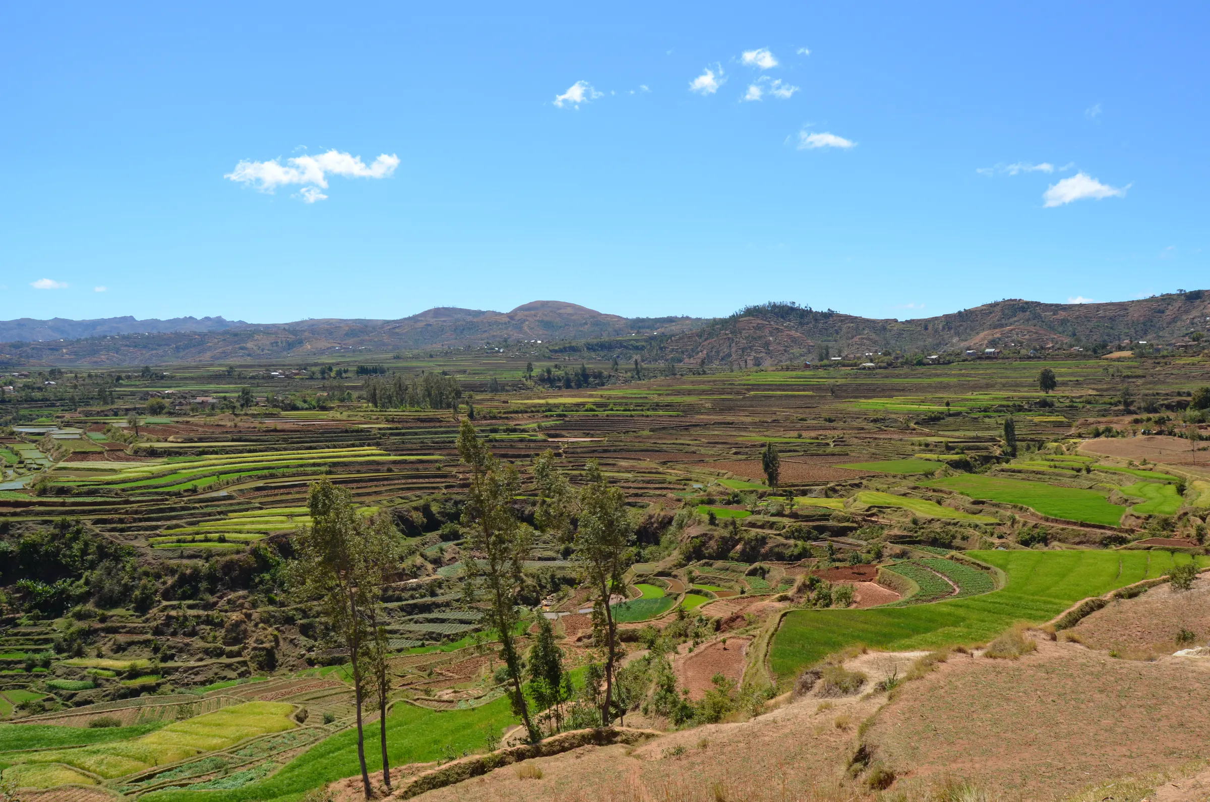 Vallée de rizières en terrasses près de Betafo