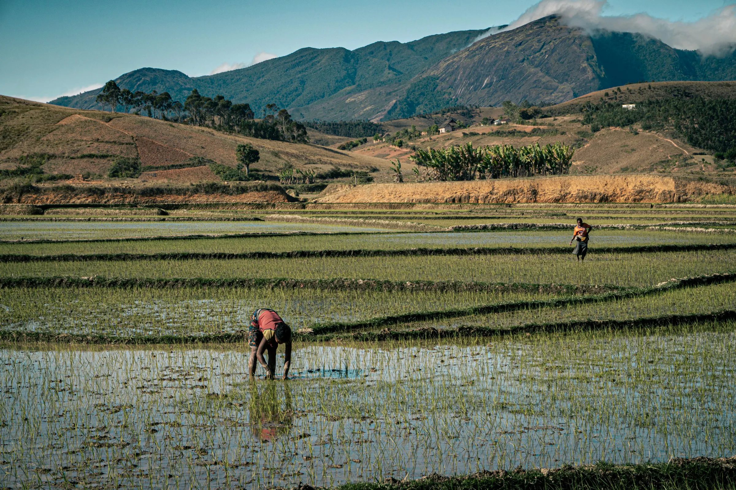 Cultivateurs au travail dans des rizières inondées au pied des montagnes