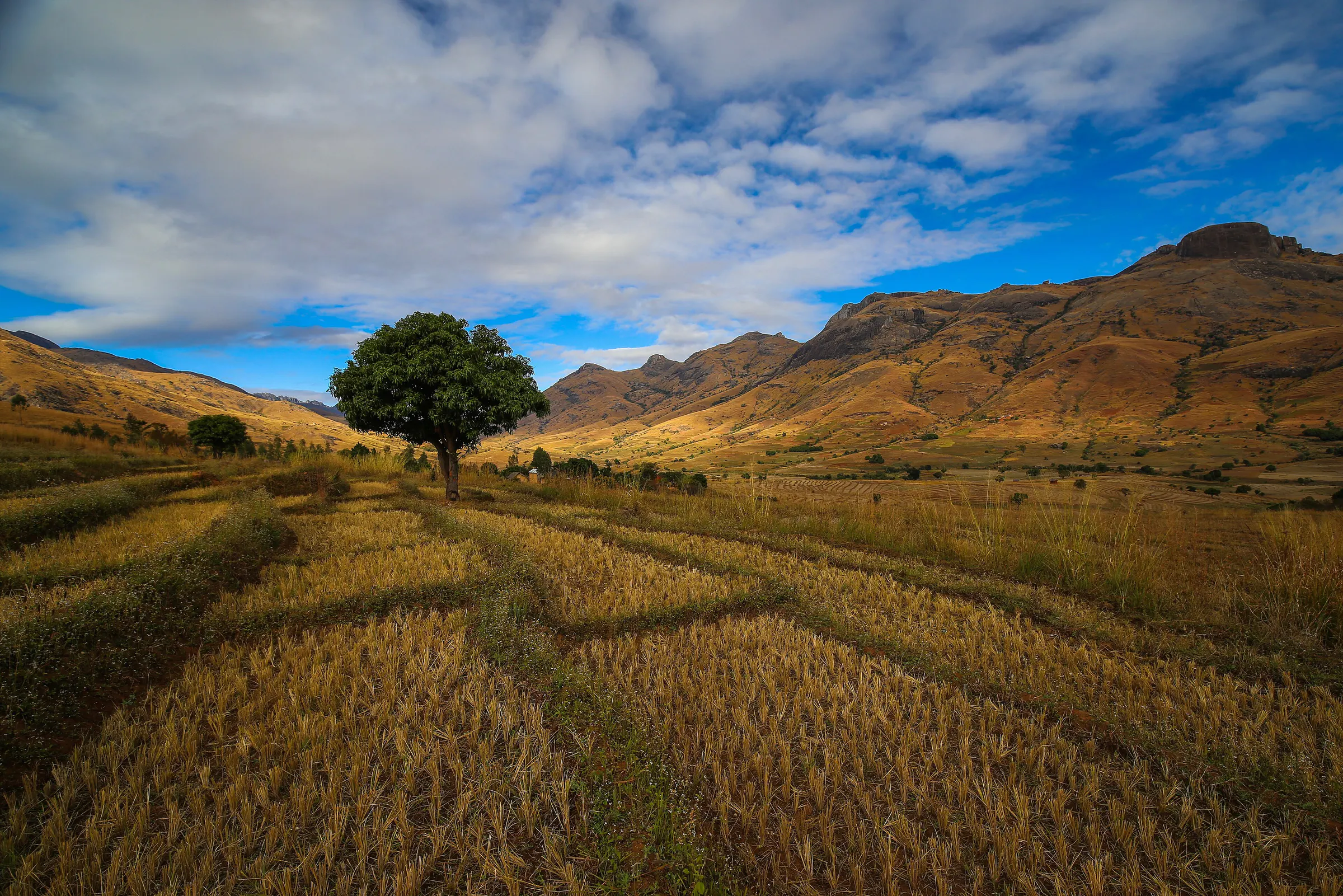 Rizières dorées après la récolte, un arbre solitaire et des montagnes de granite près de Fianarantsoa