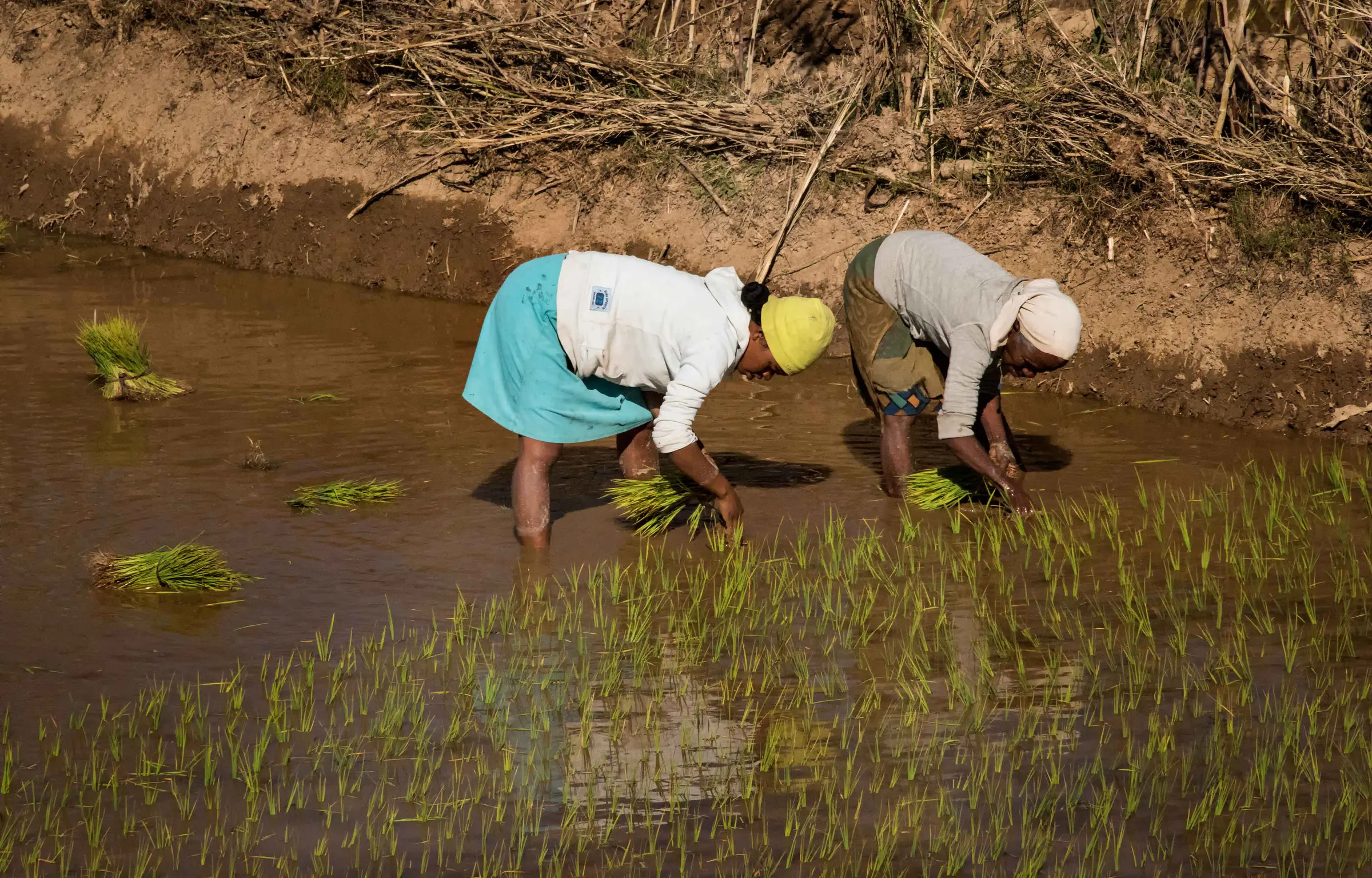 Deux femmes repiquent le riz (ketsa) dans une rizière inondée