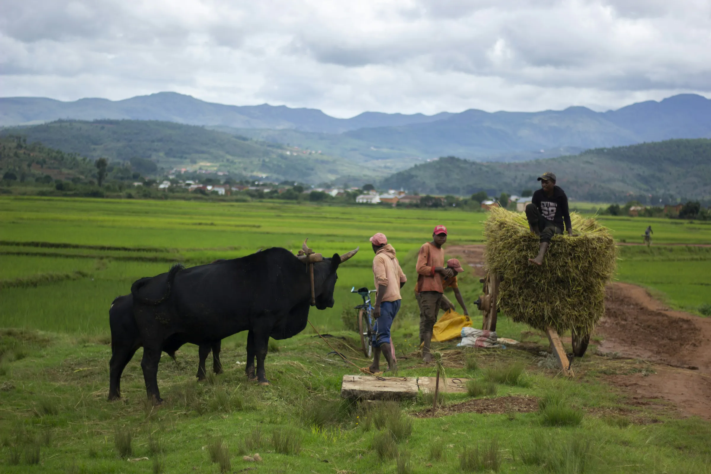 Des cultivateurs, leur zébu et une charrette de gerbes au milieu des rizières de l'Ankaratra