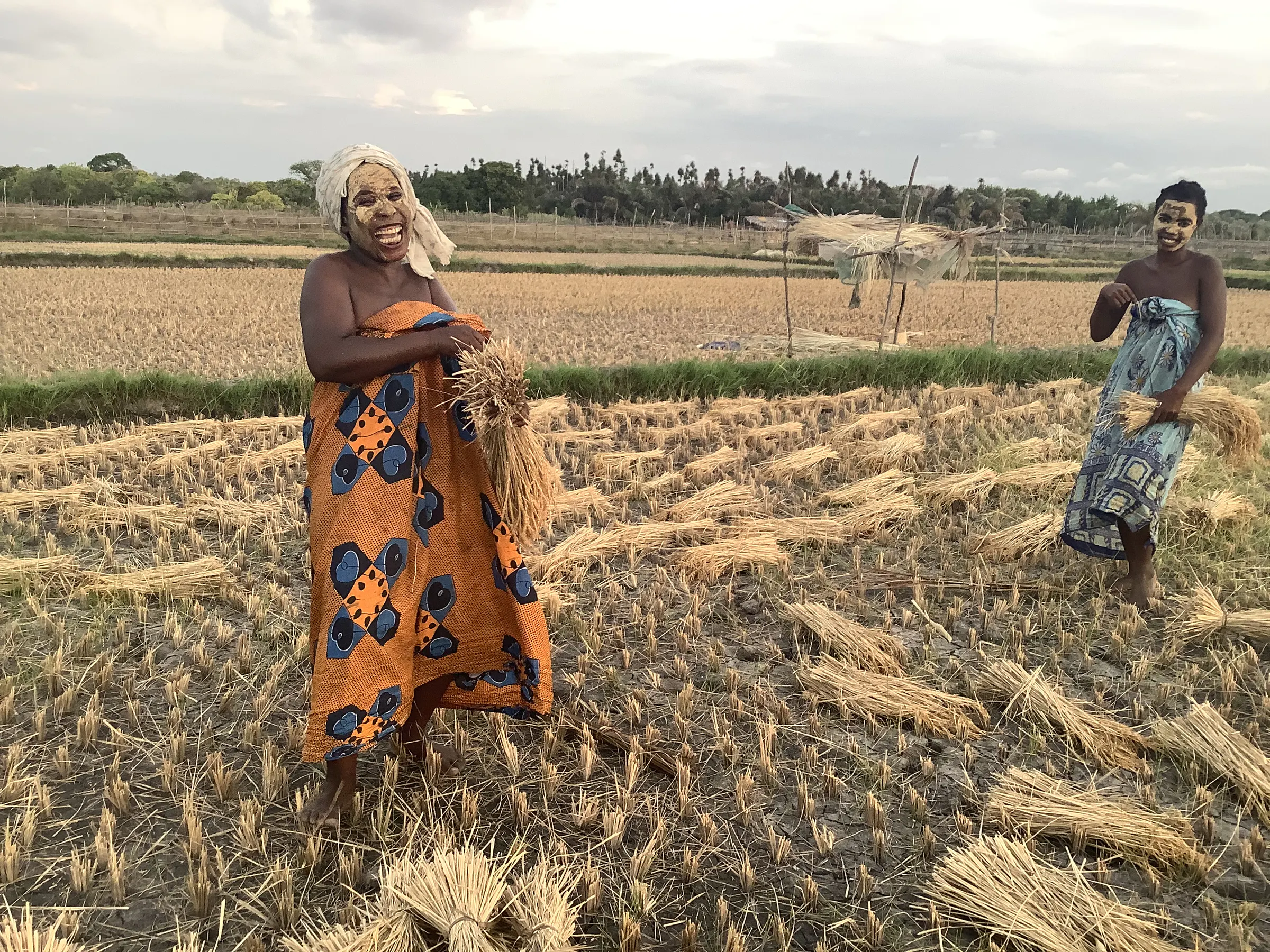 Une cultivatrice souriante, le visage paré de masonjoany, tient une gerbe de riz après la récolte