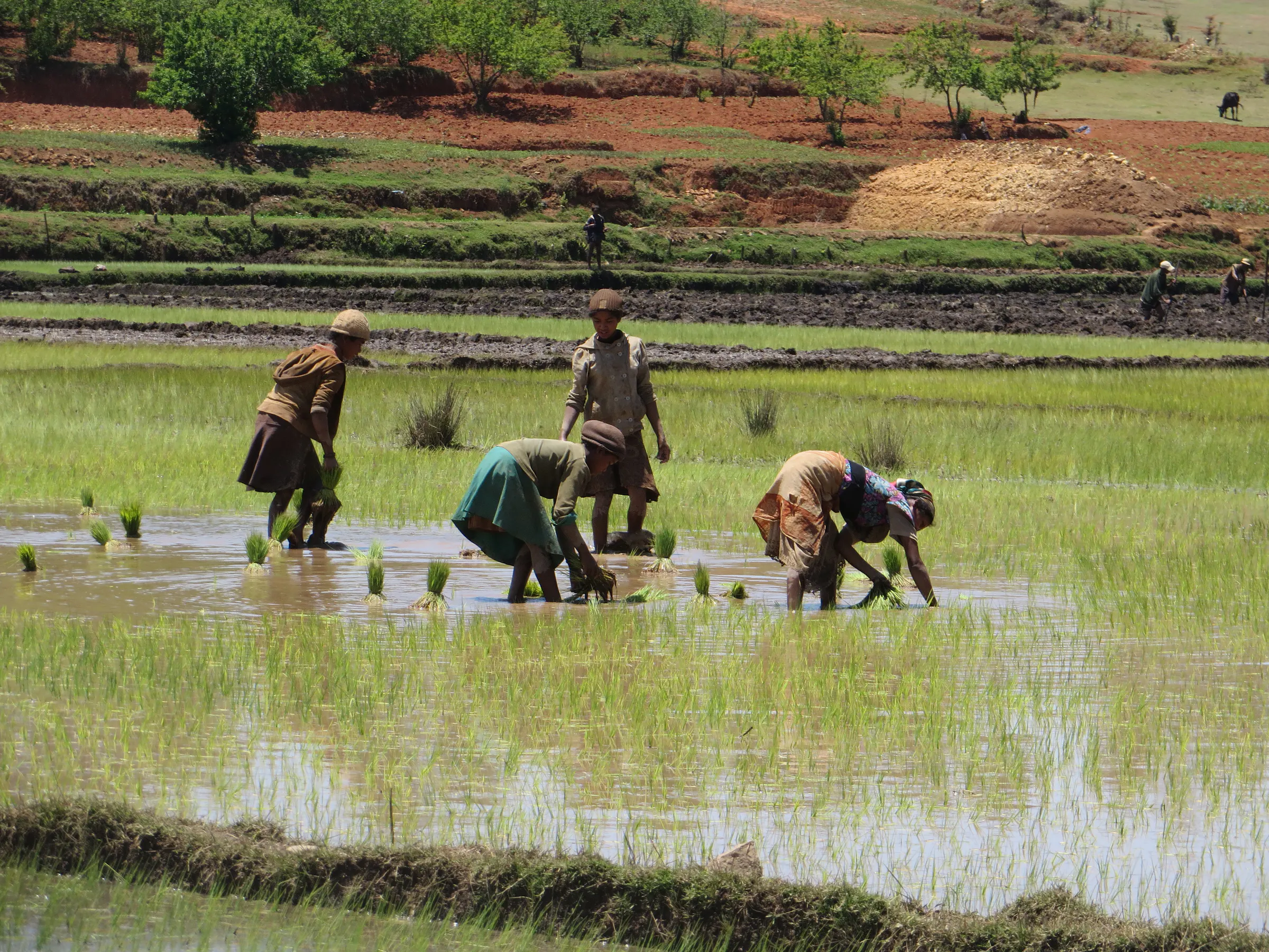 Groupe de cultivateurs repiquant les jeunes plants de riz dans une rizière inondée à Soanindrariny