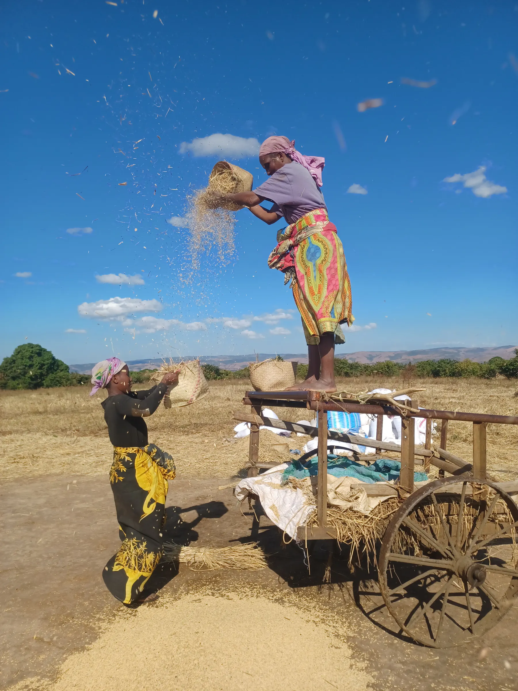 Des femmes vannent le riz depuis une charrette à zébus sous un ciel bleu